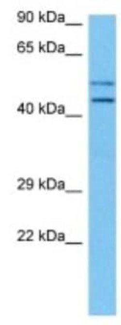 Cytohesin 3 Rabbit anti-Human, Polyclonal, Novus Biologicals 100 &mu;g;